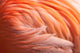Flamingo Curl, 18"x12"