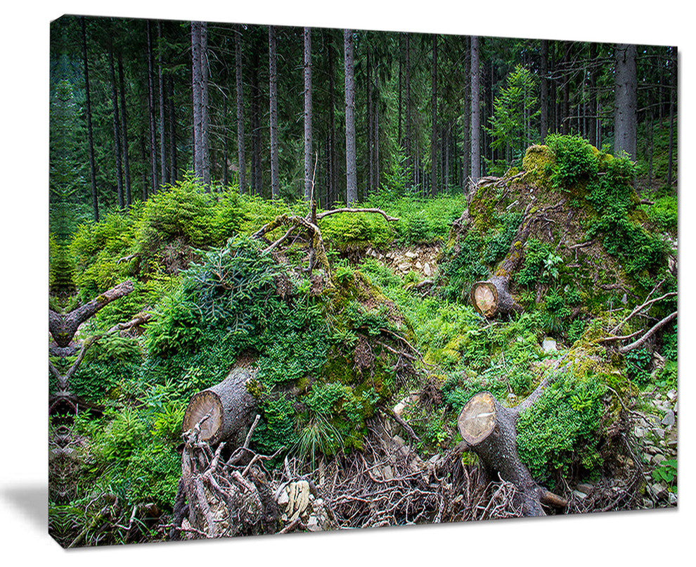 "Wild Deep Forest Rocks and Hills" Landscape Art Print Canvas, 40"x30"