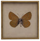 Moth Print 3, Shadowbox