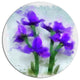 Blue Irises Illustration Watercolor, Floral Disc Metal Artwork, 11"
