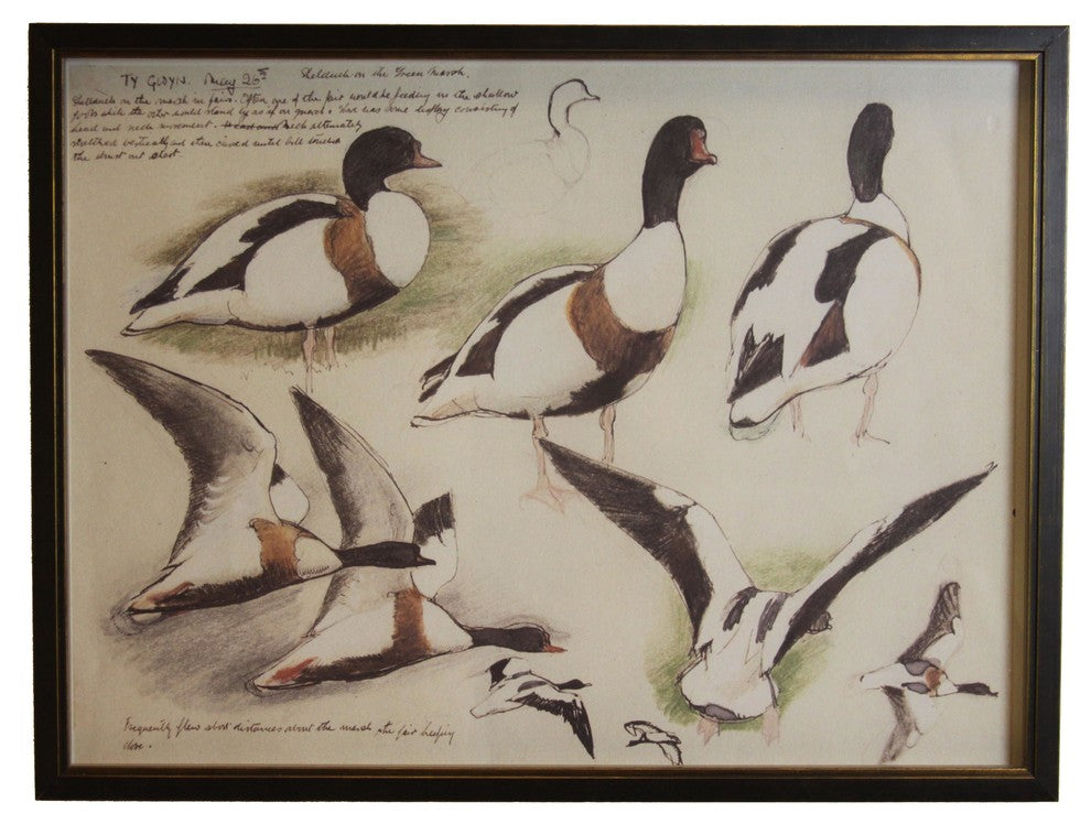 Brown And Black Shellducks, Copper And Black Shadowbox