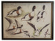 Brown And Black Shellducks, Copper And Black Shadowbox