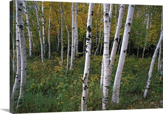 "Stand Of White Birch Trees" Canvas Art, 36"x24"x1.25"
