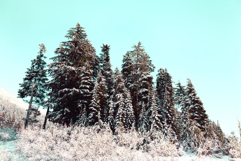 "Cold Winter Morning" Painting Print on Canvas