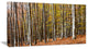 Bright Day in Thick Forest, Modern Forest Canvas Art, 32"x16"