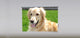 "Golden Retriever" Artwork, 5' Shade, Partial Sheer