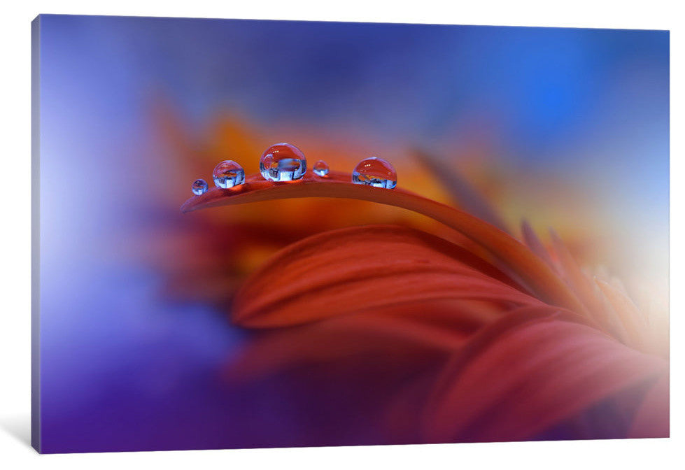 "Metamorphosis..." by Juliana Nan, 40x26x1.5