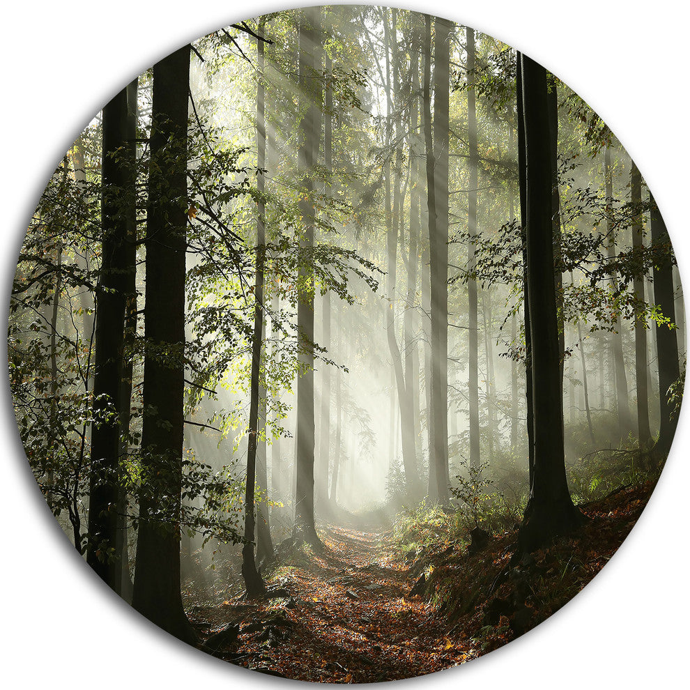 Light In Dense Fall Forest With Fog, Landscape Disc Metal Wall Art, 23"