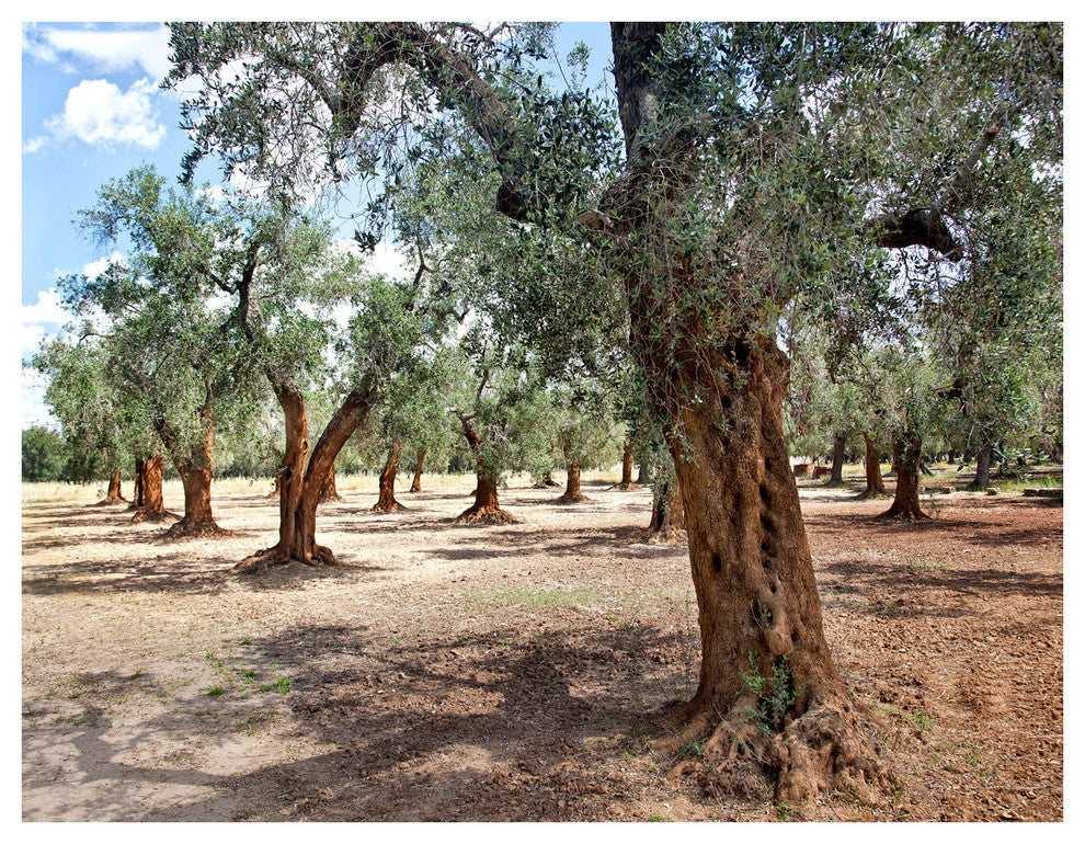 Oliveto Puglia, Italia Exclusive Sadkowski Italia Collection