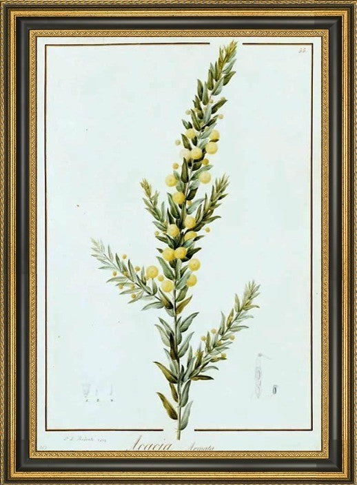 PierreJoseph Redoute Acacia Armata Framed Premium Canvas Print, 16"x24"