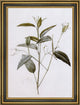 PierreJoseph Redoute Maranta Arundinacea Framed Premium Canvas Print, 16"x24"