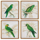 4-Piece Green Parrots Study Set