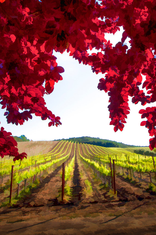 Red Leaf Vineyard, V, Canvas Giclee, 24"x36"