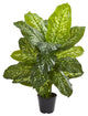 34" Dieffenbachia Artificial Plant, Real Touch