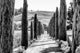 Sentinels Bw, Canvas Giclee, 18"x12"