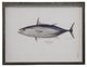 Blue Oceanic Skipjack Plate 26, Pewter Shadowbox