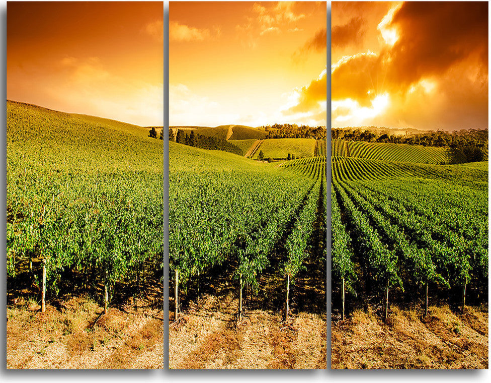 "Sunset Vineyard Panorama" Metal Landscape, 3 Panels, 36"x28"