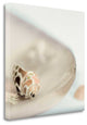 "Lagoon Tidepool - 2" By Alan Blaustein, Giclee Print on Gallery Wrap Canvas
