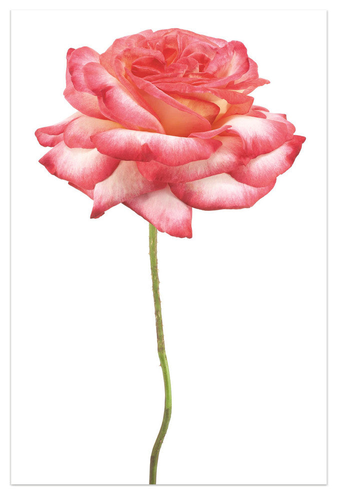 Pink Rose Wall Art Frameless Free Floating Tempered Art Glass, 32"x 48"