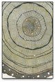 "Fir" Oversized Framed Canvas, 60" x 40"