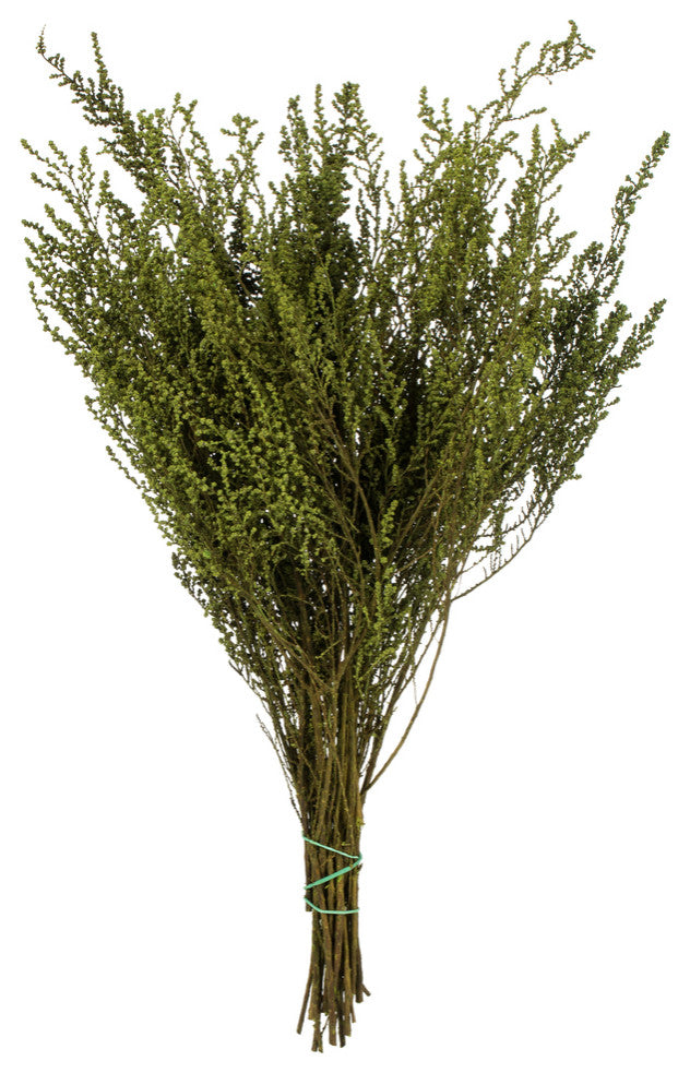 all Natural Stoebe Bundle, Preserved , Oasis Green, 14-18"