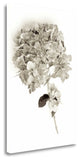 "Garden Bloom - 10" By Alan Blaustein, Giclee Print on Gallery Wrap Canvas