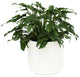 Live 2' Philodendron 'Zanadu' Package, White
