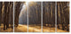 Light in the Forest Path Panorama, Forest Canvas Art Print, 60"x28", 5 Panels