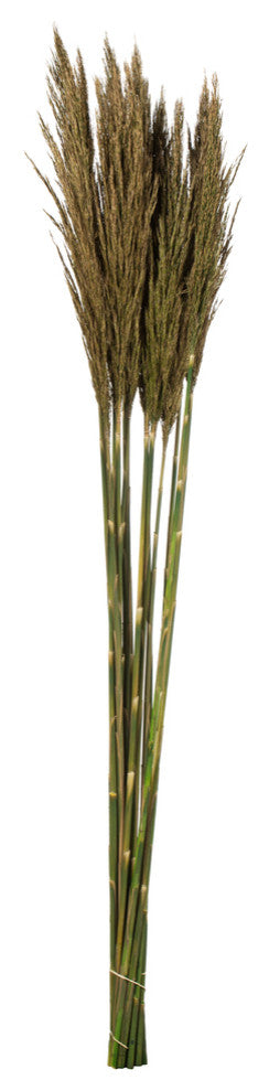 Vickerman all Natural Plume Reed Bundle, Preserved, Natural Green