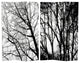 6' Tall Trees Double Sided Room Divider