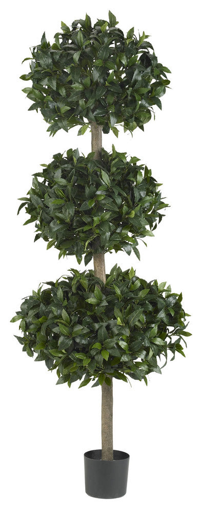 69" Sweet Bay Triple Ball Tree