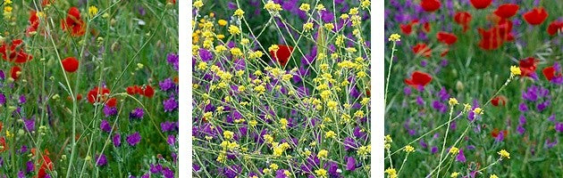 "Wildflowers El Escorial Spain" Canvas Art, 60"x20"x1.25"