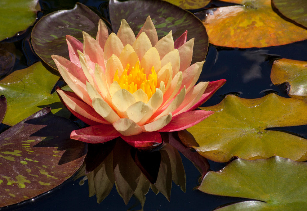 Lily Flower, Canvas Giclee, 12" X 8"