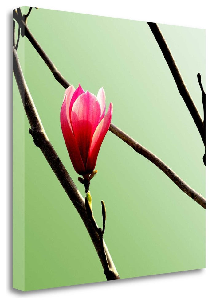 "Tulip Tree 3" By Photoinc Studio, Giclee Print on Gallery Wrap Canvas