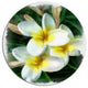 Cute Frangipani Flowers Watercolor, Flower Disc Metal Wall Art, 23"