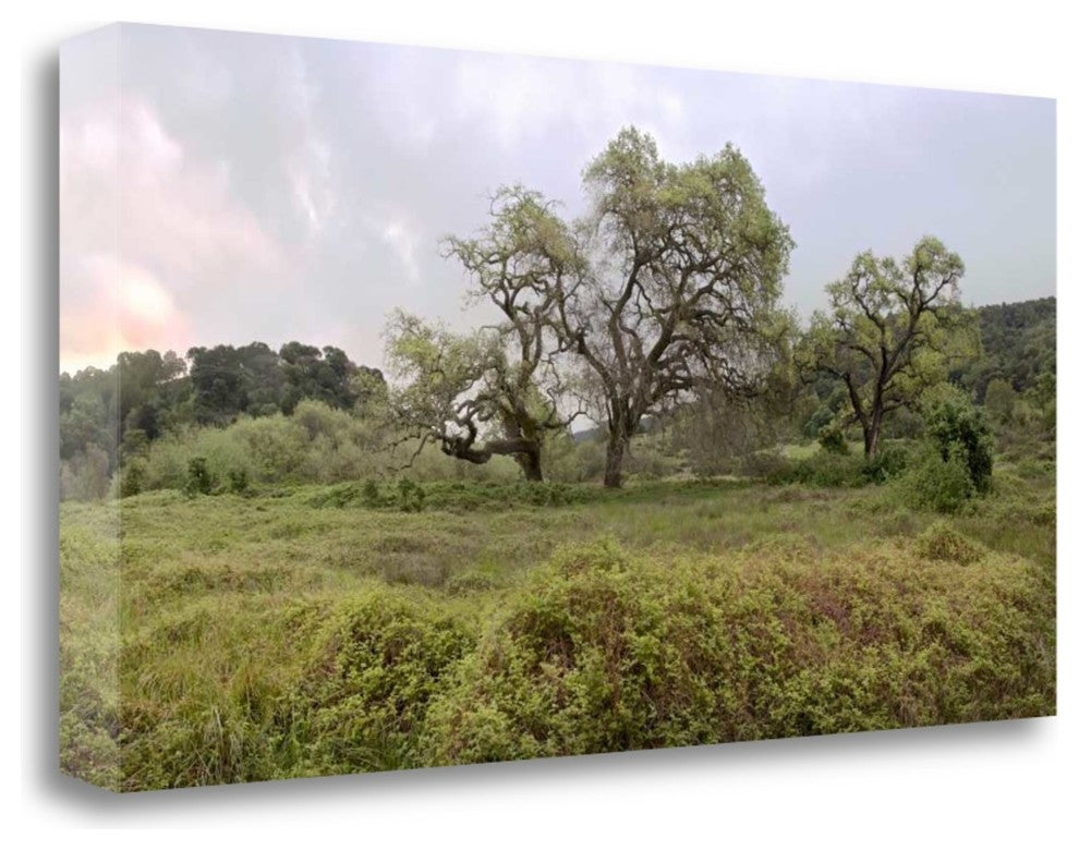 "Oak Tree Pano - 133" By Alan Blaustein, Giclee Print on Gallery Wrap Canvas