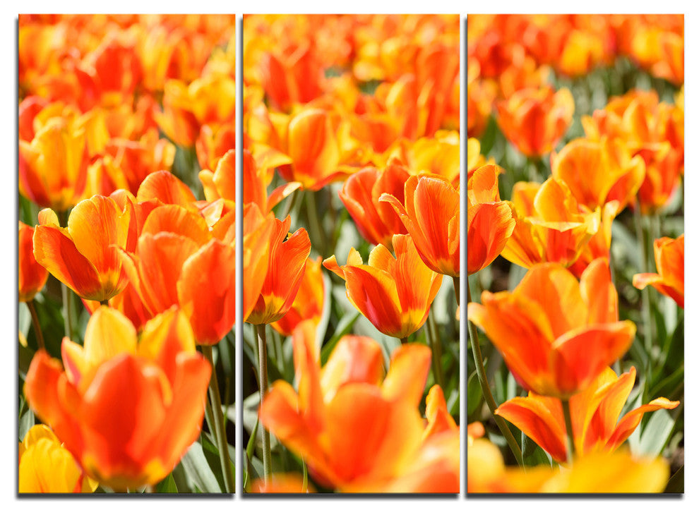 "Fresh Tulip Flowers on Sunny Day" Metal Wall Art, 3 Panels, 36"x28"