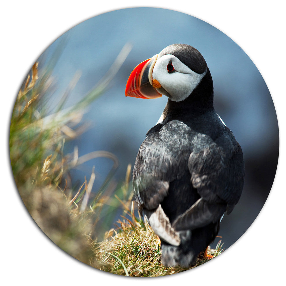 Cute Puffin Relaxing, Animal Round Metal Wall Art, 11"