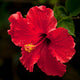 Red Hibiscus, Canvas Giclee, 12"x12"