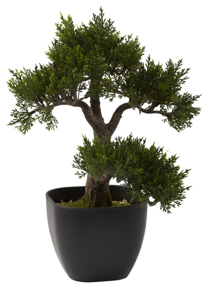 15" Cedar Bonsai