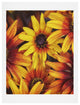 Deny Designs Shannon Clark Sunshine Petals Art Print