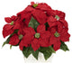 Poinsettia With White Wash Planter Silk Arrangement