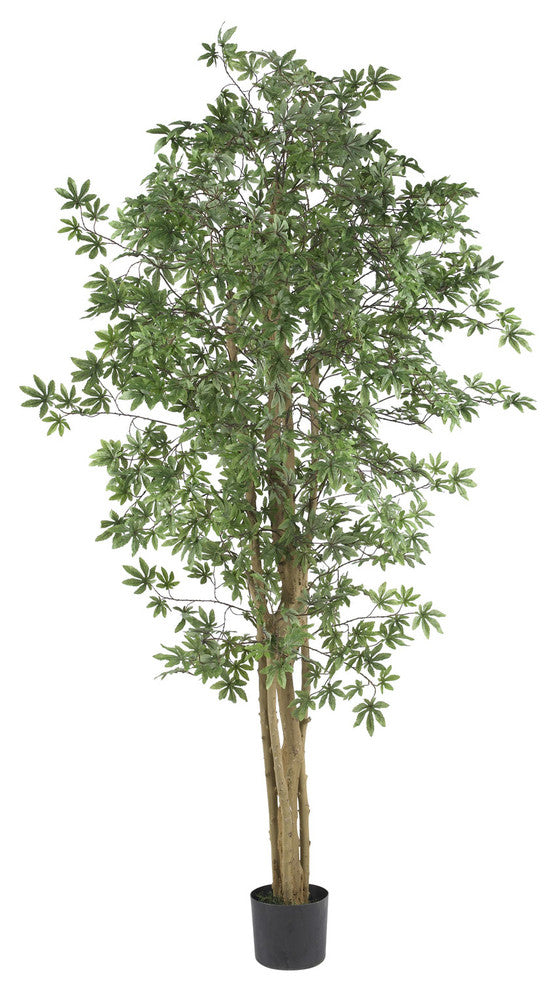 6' Japanese Maple Silk Tree