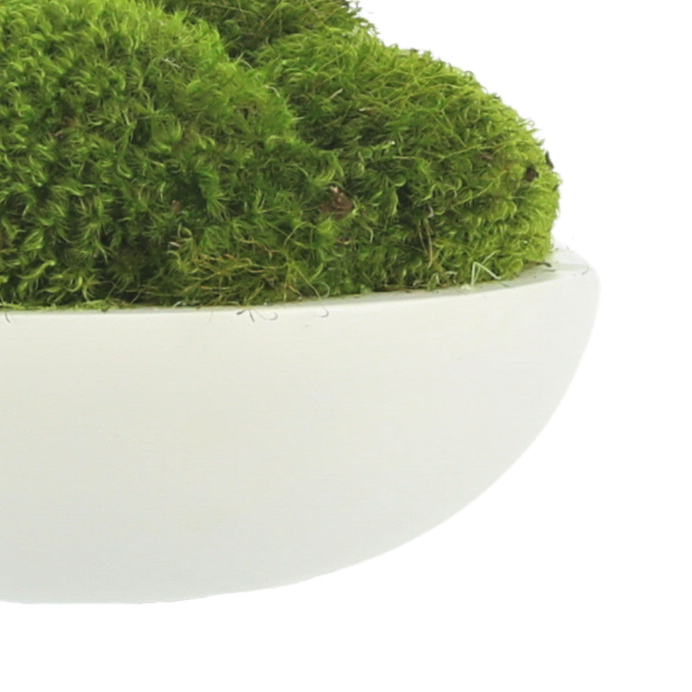 Natural Moss In White Bowl