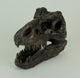 Tyrannosaurus Rex Dinosaur Head Fossil Statue Small