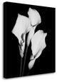 "Calla Portrait II" By Jeff Maihara, Giclee Print on Gallery Wrap Canvas