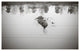 JAY'S POND, Black and White, 30x45