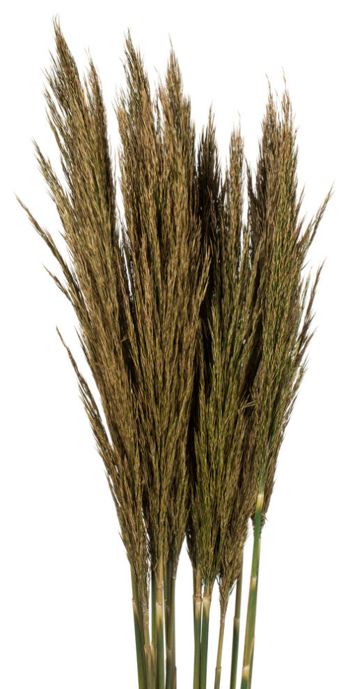 Vickerman all Natural Plume Reed Bundle, Preserved, Natural Green