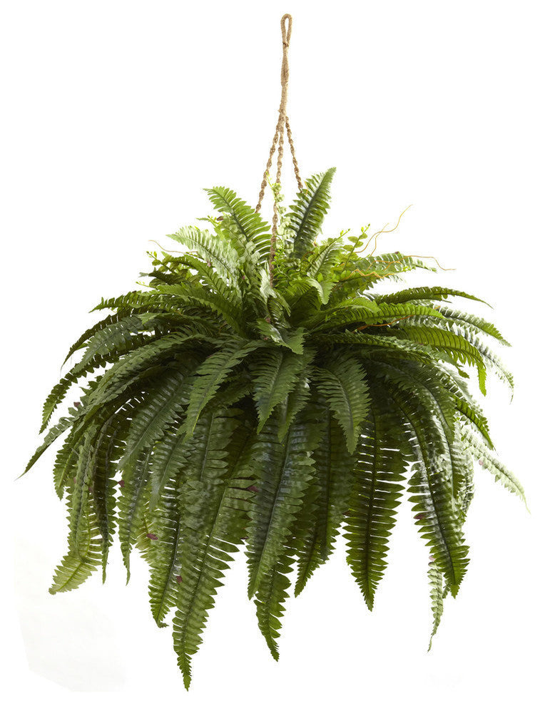 Double Giant Boston Fern Hanging Basket, Green