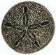 Sand Dollar Cabinet Knob, Antique Brass